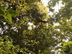 Konservasi Kupu-kupu, Serangga Indikator Kesehatan Lingkungan