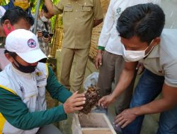 Konsorsium YKWS dan Walhi Adakan Pelatihan Budidaya Lebah Madu Trigona di Desa Tegal Yoso