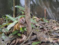 6 Kukang Sumatera Dilepasliarkan di Kawasan Hutan Batu Tegi