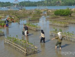 Galeri Foto : AIESEC Unila Tanam 1000 Bibit Mangrove di Ekowisata Cuku Nyinyi