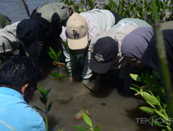 Galeri Foto Teknokra : Penanaman Mangrove Upaya Jaga Ekosistem Pesisir