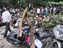 Pohon Tumbang Timpa Motor di Parkiran Beringin