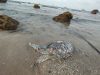Kejahatan Lingkungan Tanpa Sanksi, Ancam Ruang Hidup Masyarakat Pesisir Sumatera