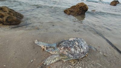 Kejahatan Lingkungan Tanpa Sanksi, Ancam Ruang Hidup Masyarakat Pesisir Sumatera